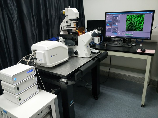 蔡司800共聚焦显微镜